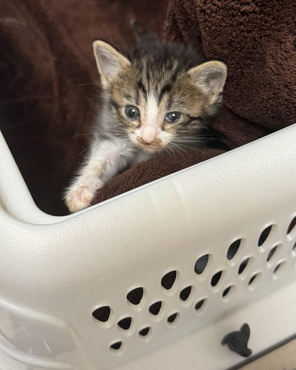 Why We Keep Fighting for Abandoned&nbsp;Animals