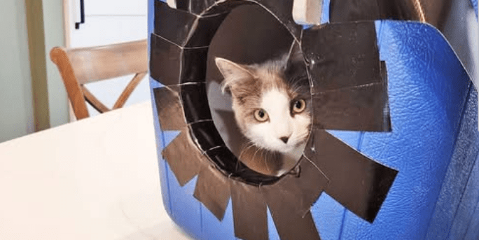 When Temperatures Drop, Cooler Shelters Help Save Stray Cats in&nbsp;Naugatuck