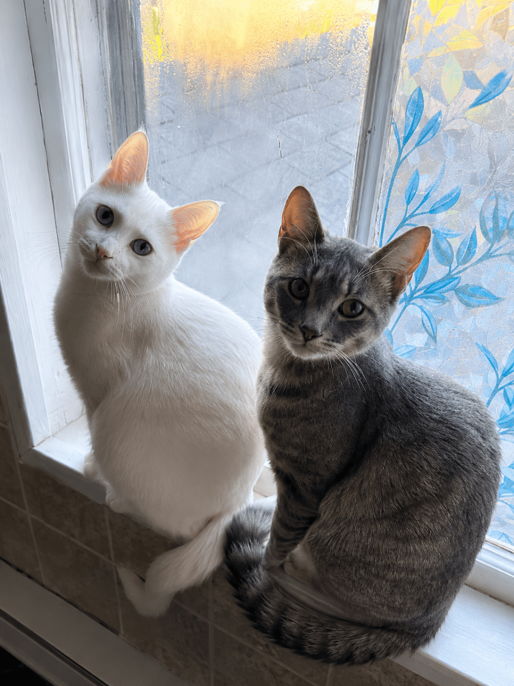How to Introduce an Outdoor Cat to Your Indoor&nbsp;Cats